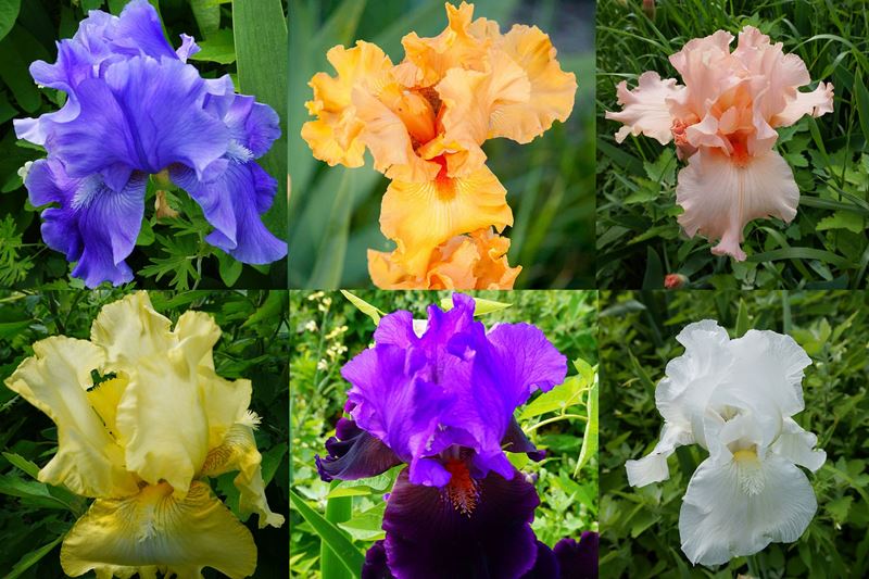 Iris, German (Bearded)